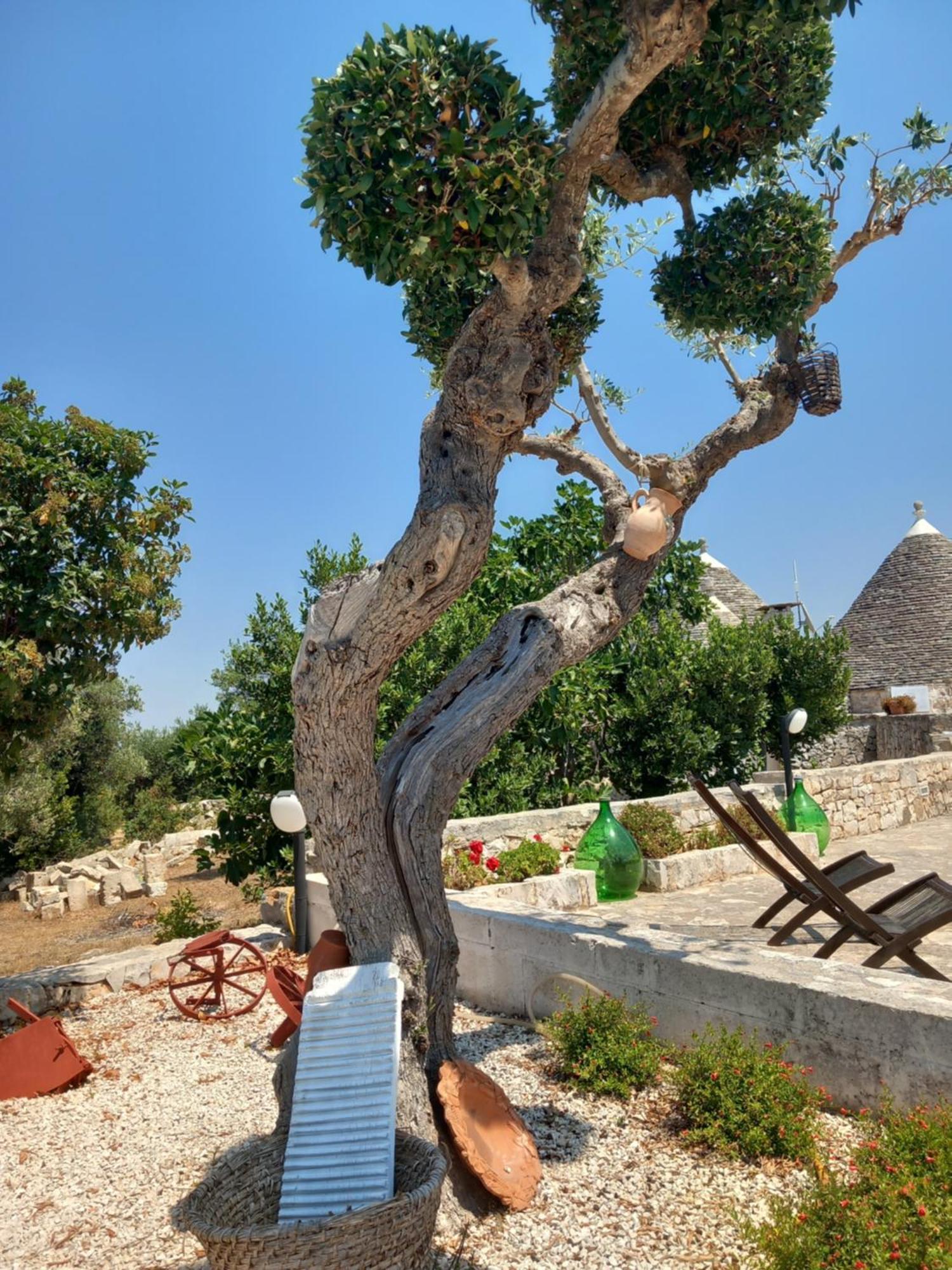 阿尔贝罗贝洛 Trullo Monte Del Sale旅馆 外观 照片