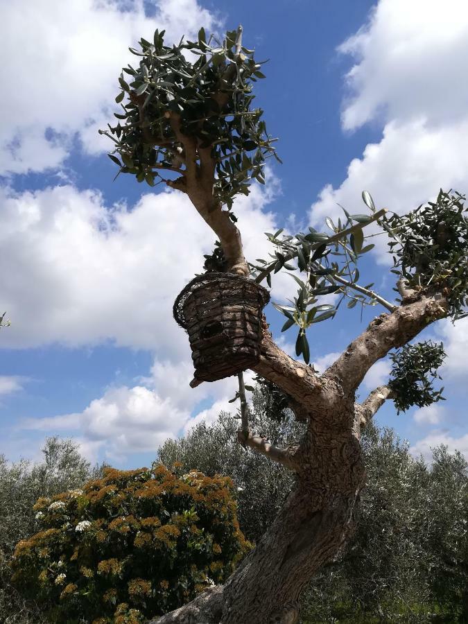 阿尔贝罗贝洛 Trullo Monte Del Sale旅馆 外观 照片